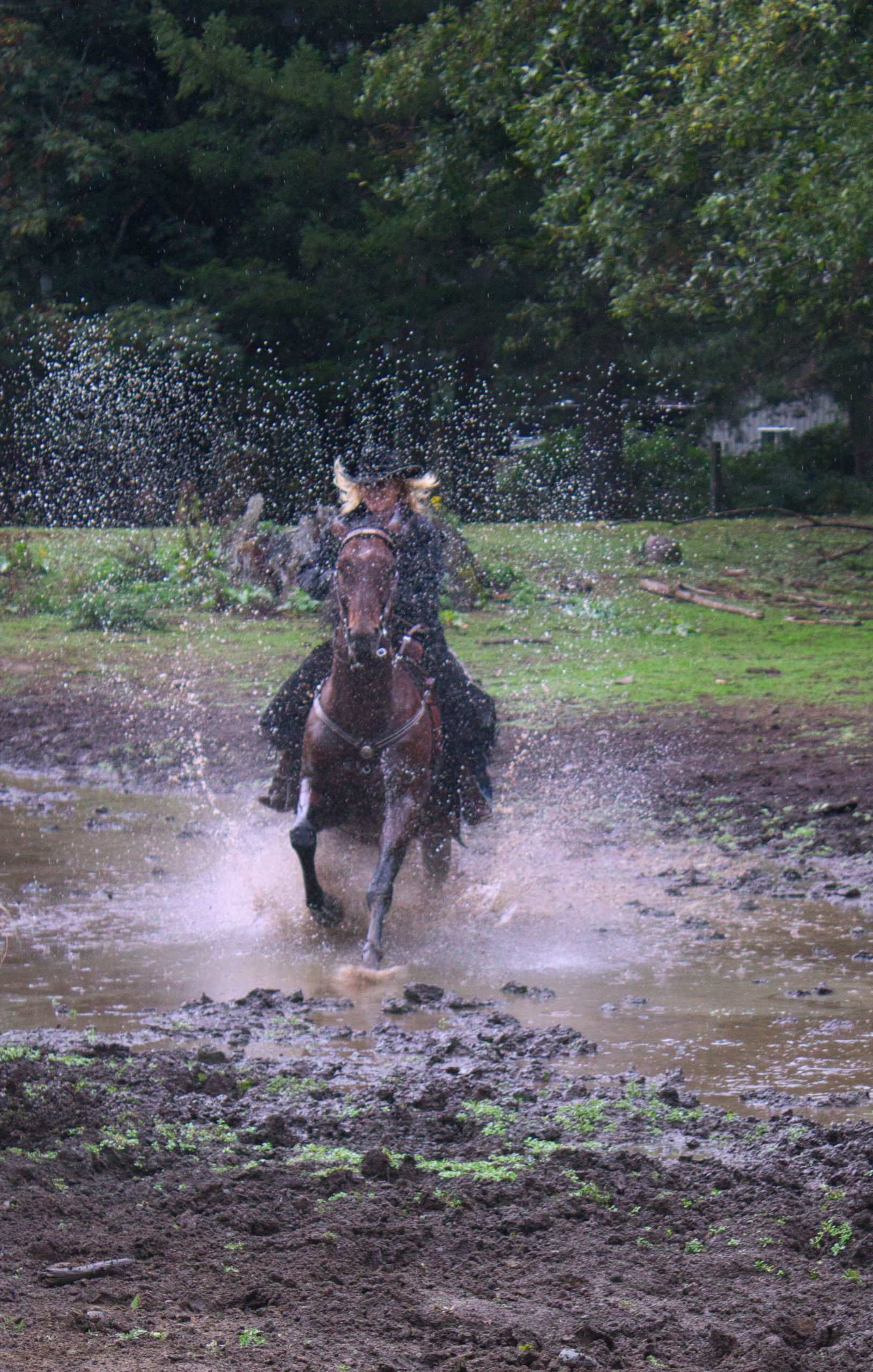 Horse running through water at Skyland Ranch in Gold Bar, WA